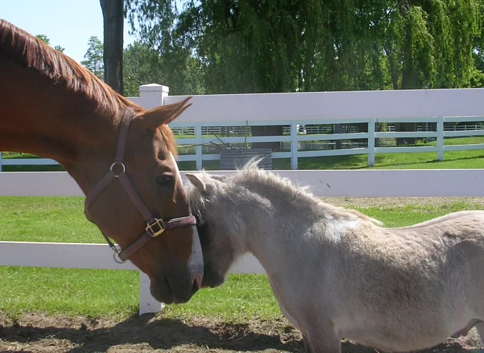 Willow Pond Stables - horse buddies