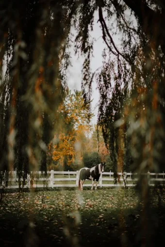 Willow Pond Stables - horse grazing